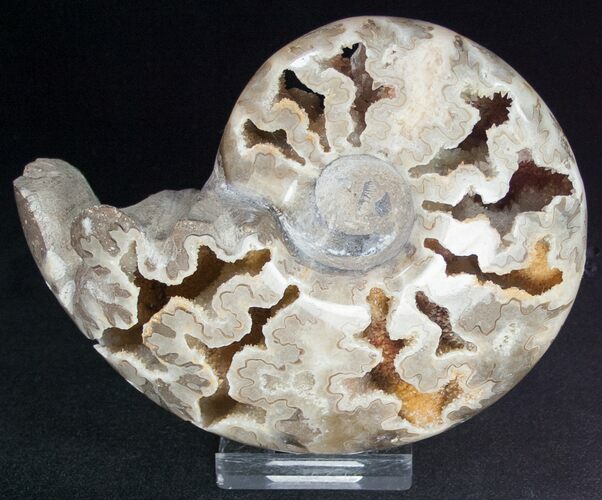 Shloenbacchia Ammonite With Crystal Chambers #11906